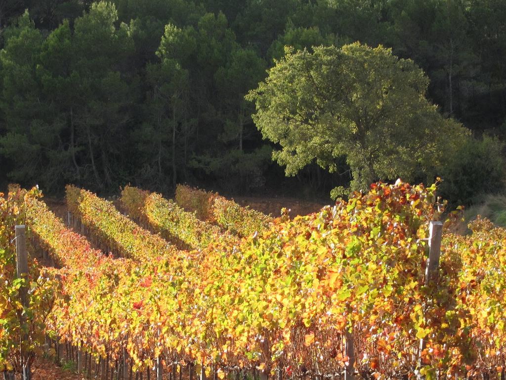 Vilosell Wine Hotel El Vilosell Εξωτερικό φωτογραφία