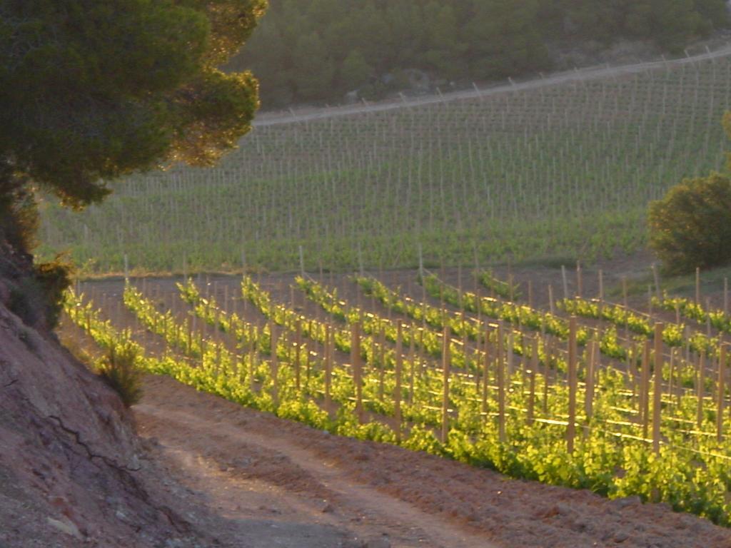 Vilosell Wine Hotel El Vilosell Εξωτερικό φωτογραφία