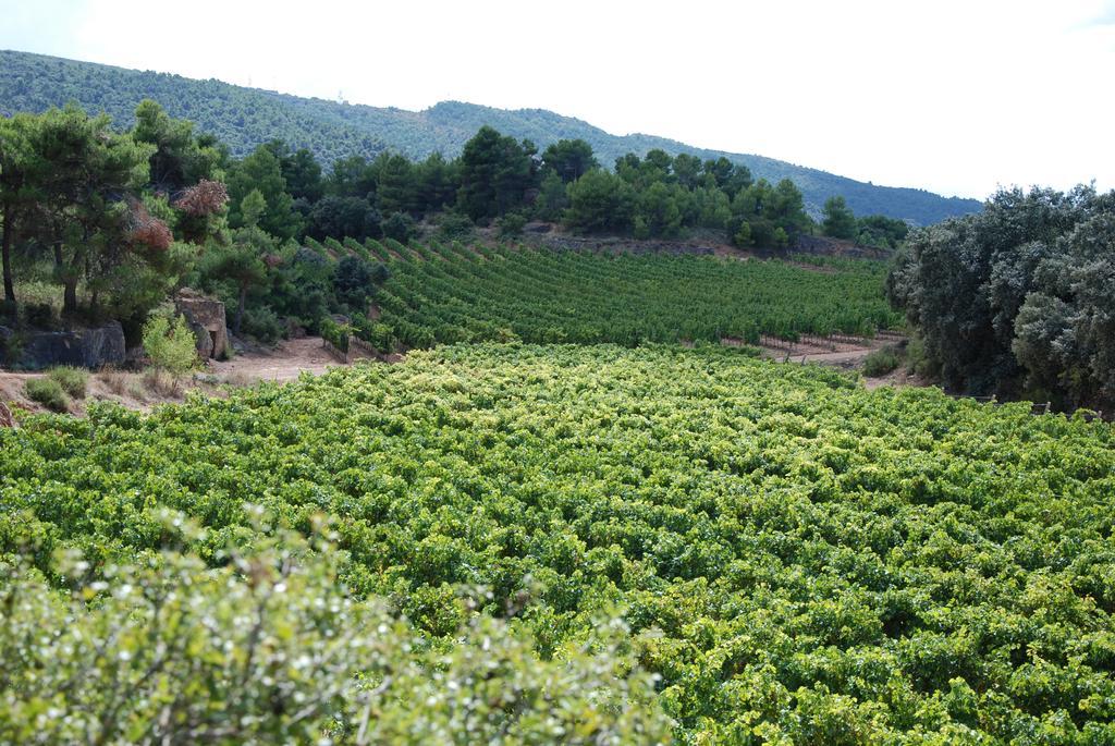 Vilosell Wine Hotel El Vilosell Εξωτερικό φωτογραφία