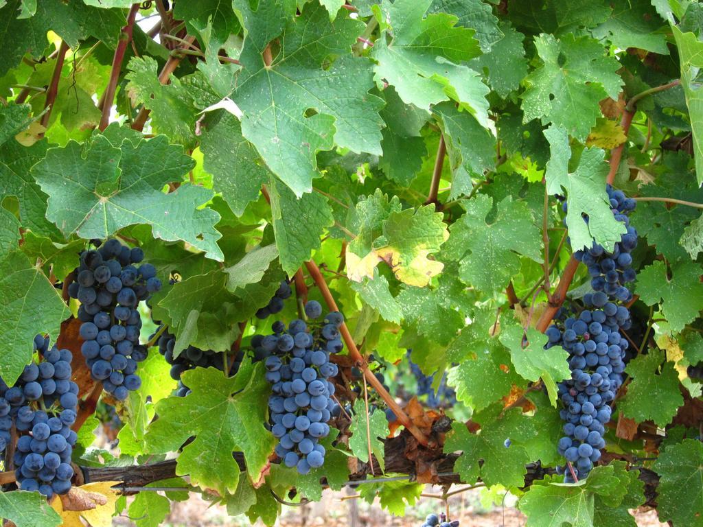 Vilosell Wine Hotel El Vilosell Εξωτερικό φωτογραφία
